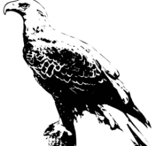老鹰的水墨画图片