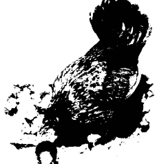 水墨画母鸡图片
