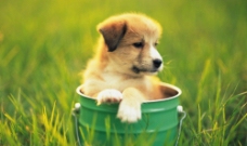 铁桶里的小狗图片