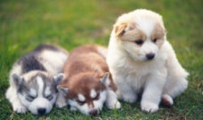 三只可爱小狗图片