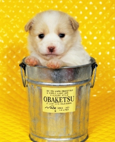 铁桶里的狗宝宝图片