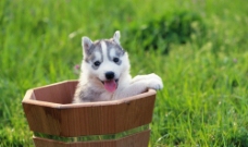 木桶里的小狗图片