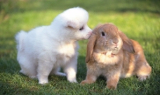兔子与狗图片