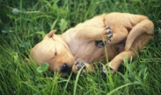 草丛中睡觉的小狗图片