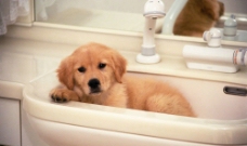 洗刷池中的小狗图片