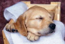 宠物狗睡觉图片