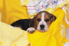 宠物狗睡袋里的小狗图片