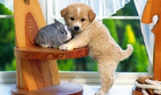 小狗狗与小兔兔图片