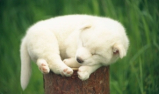 树桩上睡觉的小狗图片