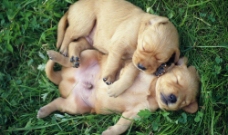 草地上的狗狗睡觉图片
