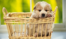 竹篮里的小狗图片