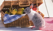 兔子偷吃水果图片