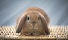 兔子温柔的表情图片