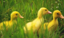 草丛中的鸭子图片