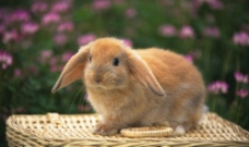 兔子照片图片
