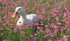 花丛中的鸭子图片