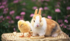 兔子与小鸡图片