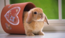 小兔子图片
