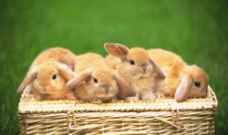 四只小兔子图片