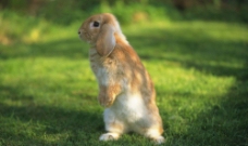 站立的宠物兔图片
