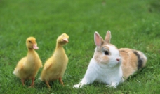 鸭子与兔子图片