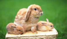 兔子的照片图片