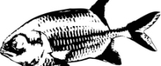 黑白鱼图片