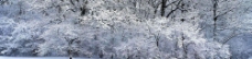 冰雪覆盖下的森林图片