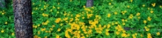林间的小黄花图片