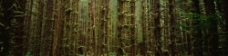 森林深处树木长满了苔藓图片