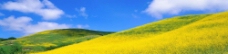 黄色的油菜花布满山坡图片