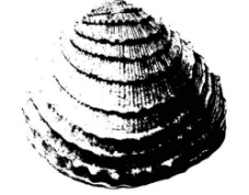 黑白贝壳图片
