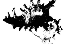 海螺黑白图图片