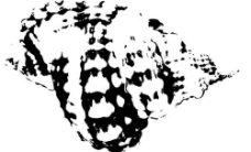 黑白海螺图片