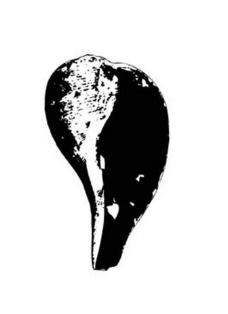 海螺黑白矢量图图片