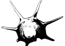 黑白的海螺图片