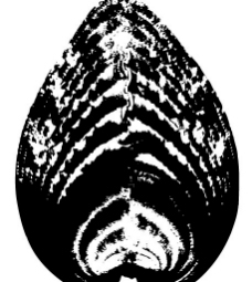 黑白贝壳图图片