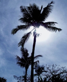 阳光下的椰子树图片
