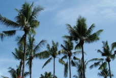 椰子树的照片图片
