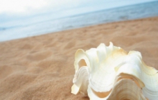沙滩上白色贝壳图片