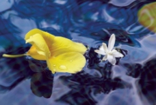 水中的郁金香图片