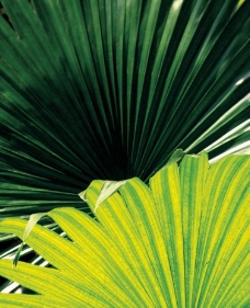 棕榈叶子图片