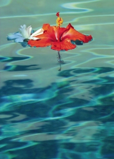 水中花朵图片