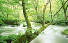 森林溪流图片