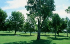 草地树木图片