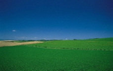 绿色田园图片