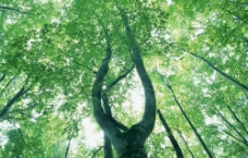 绿色树木图片