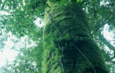 长苔藓的树木图片