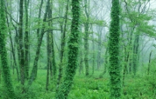树林素材图片