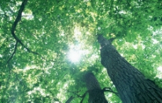 树木阳光图片